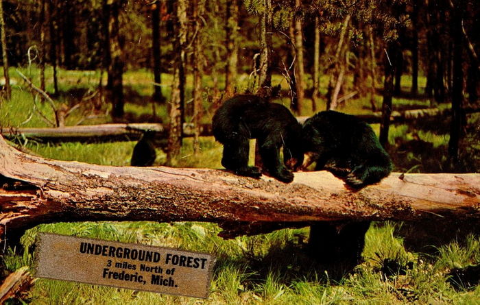 Underground Forest - Vintage Postcard (newer photo)